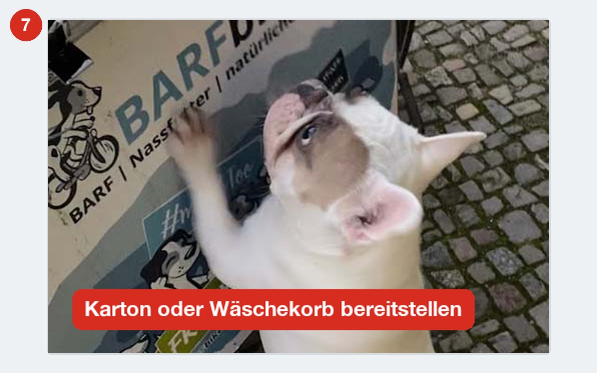 Hund begrüßt die BARF-Lieferung an der Haustür in Berlin